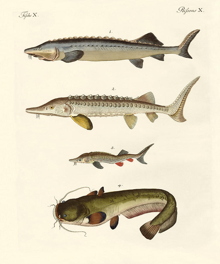 Sterlet Sturgeon. Genuine antique print for sale.