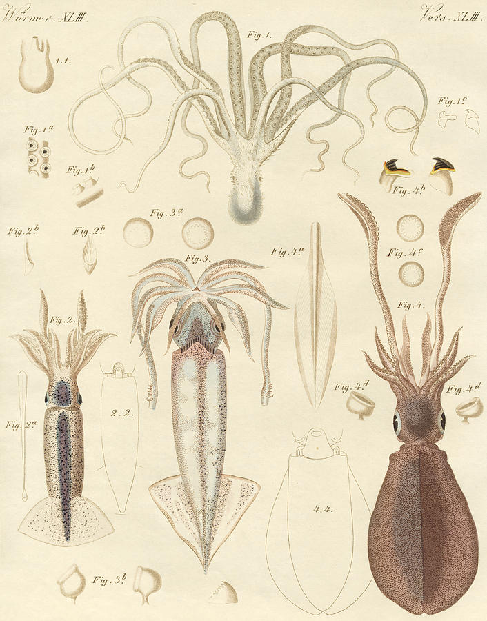 Strange soft worms Drawing by German School Strange soft worms Drawing by German School