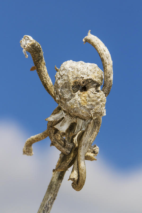 Strange Sunflower Seed Head Remains Photograph by Steven Schwartzman