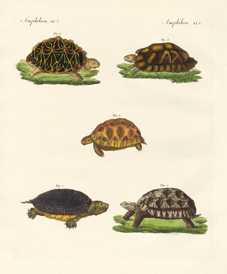 Strange turtles Drawing by Splendid Art Prints - Fine Art America