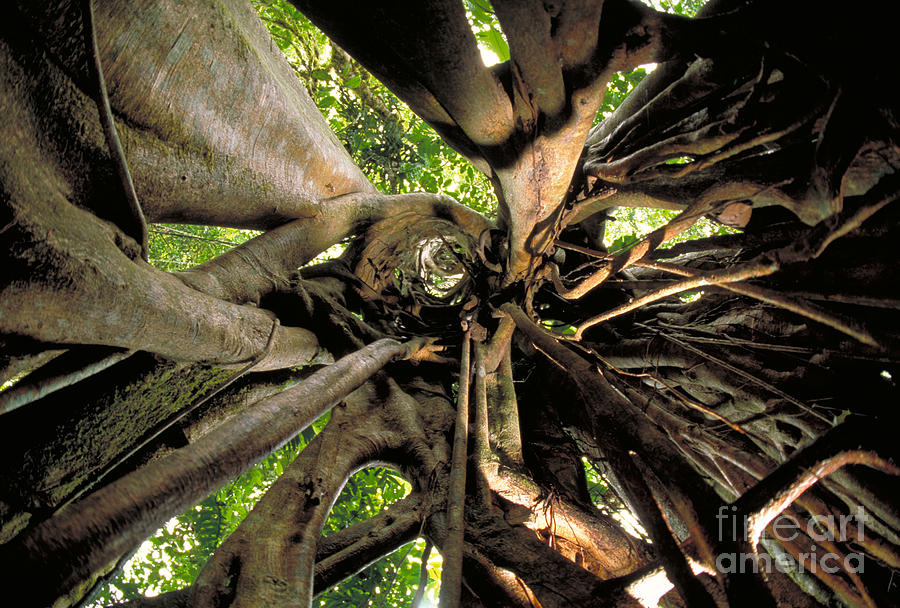 Strangler Fig Root Cage Photograph by Gregory G. Dimijian