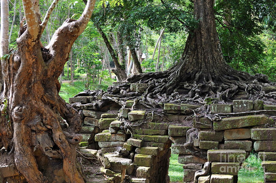 Strangler fig tree roots on Preah Khan Temple Photograph by Sami Sarkis
