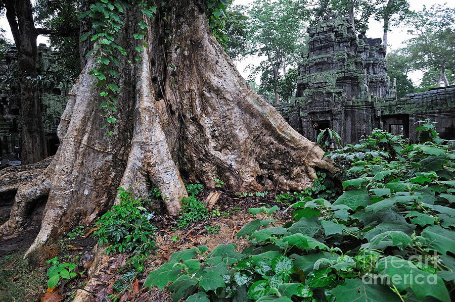 Strangler fig tree roots on the ancient Preah Khan Temple Photograph by Sami Sarkis