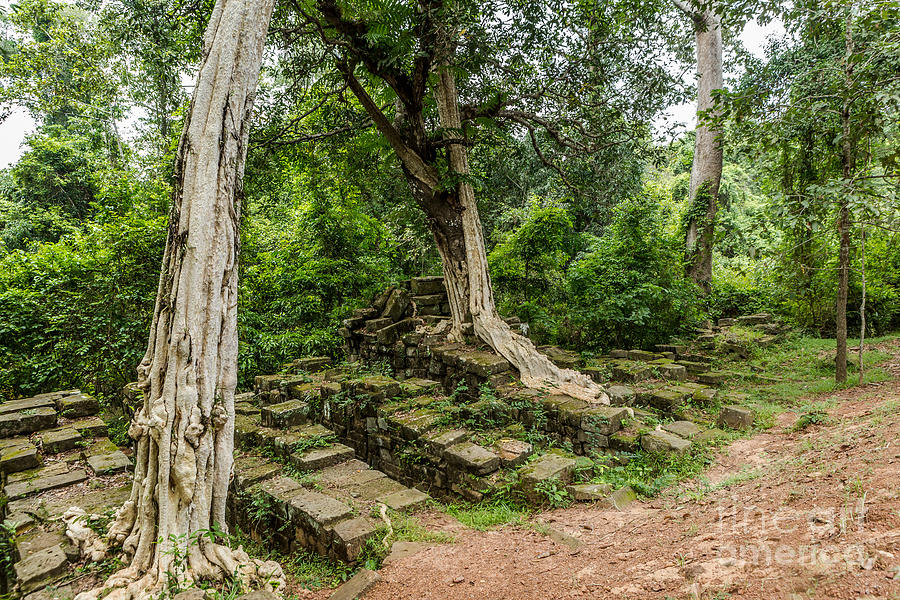 Strangler Fig Trees and Stones in the Angkor Archaeological Par ...