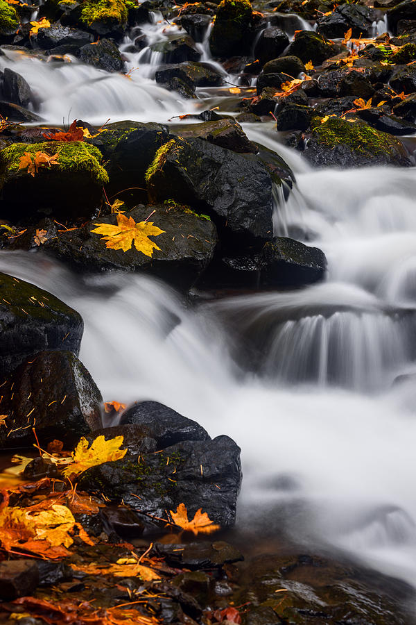 Fall Photograph - Stravation Creek in Autumn by Vishwanath Bhat
