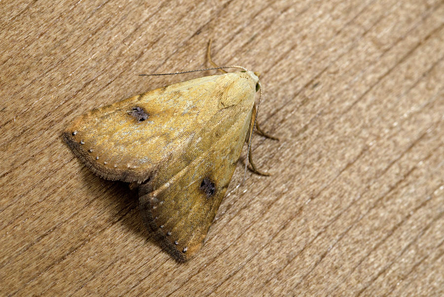 Straw Dot Moth Photograph by Nigel Downer - Fine Art America