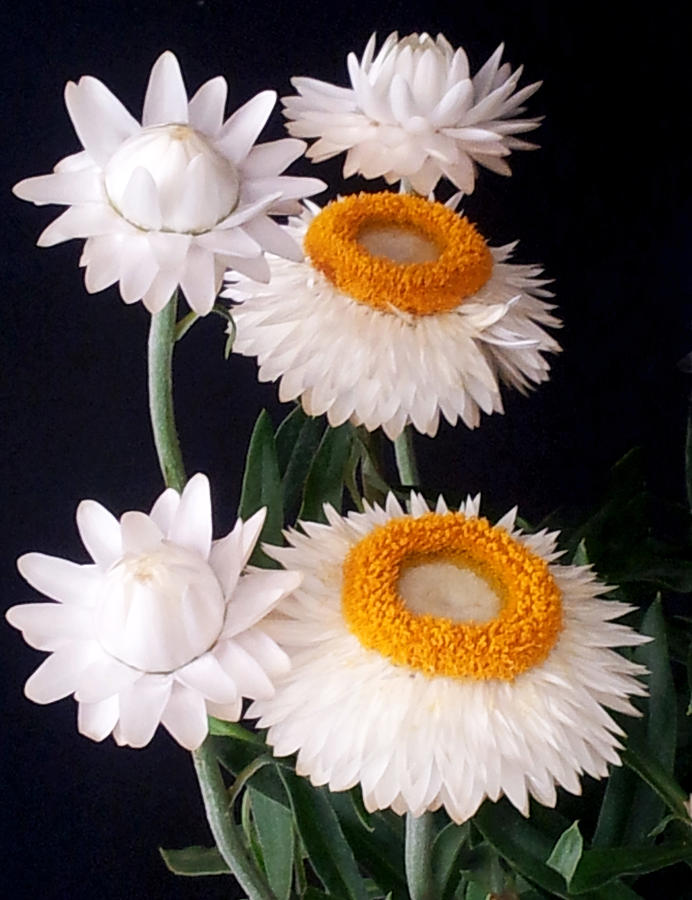 Straw Flower Study Photograph by David Roman Fine Art America