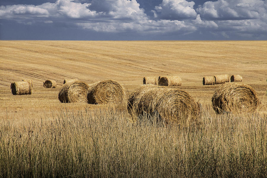 Straw Hay Bales in a Summer Harvest Field in Montana Photograph by Randall Nyhof