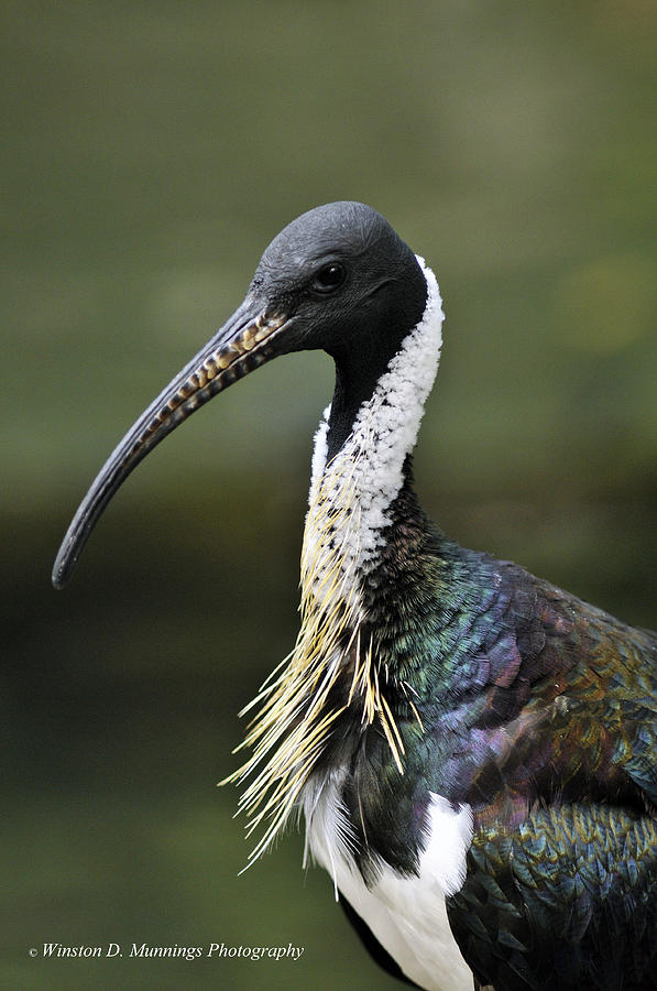 Straw-Necked Ibis Photograph by Winston D Munnings