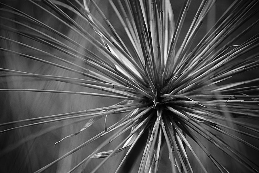 Straw Supernova in Black and White Photograph by Nadalyn Larsen