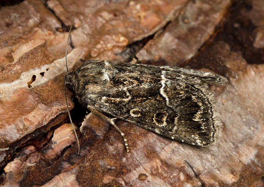 Insects Photograph - Straw Underwing Moth by Nigel Downer