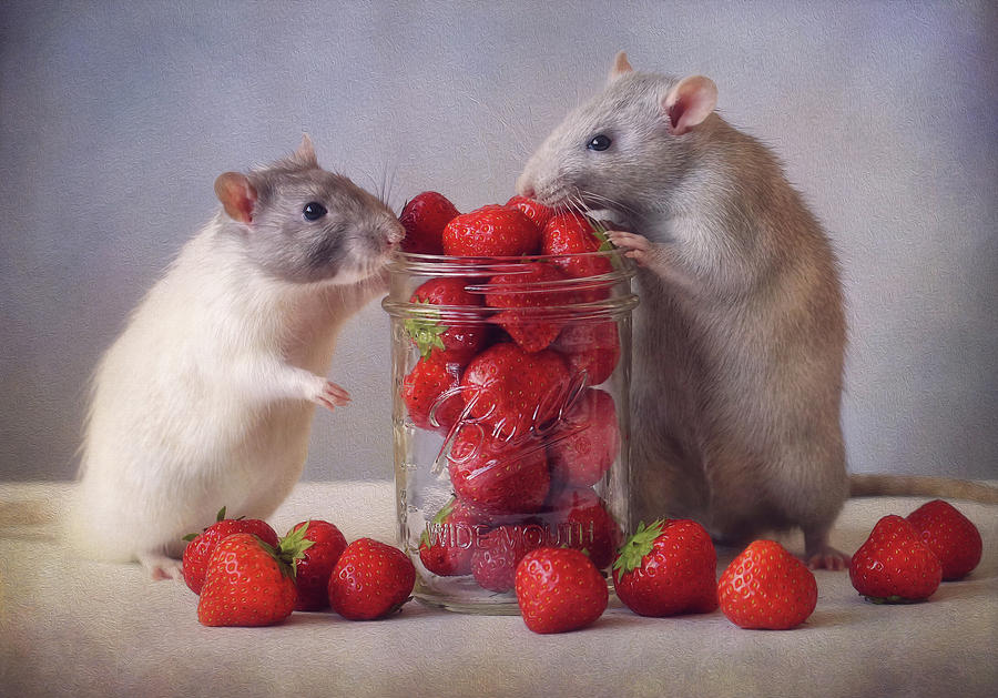 Summer Photograph - Strawberries by Ellen Van Deelen