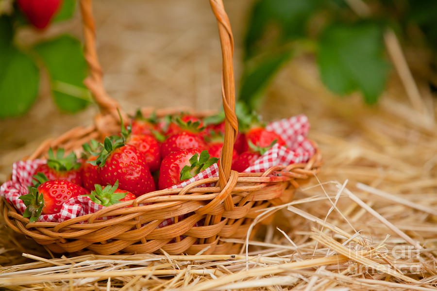 Strawberries in a wicker basket Photograph by Simon Bratt