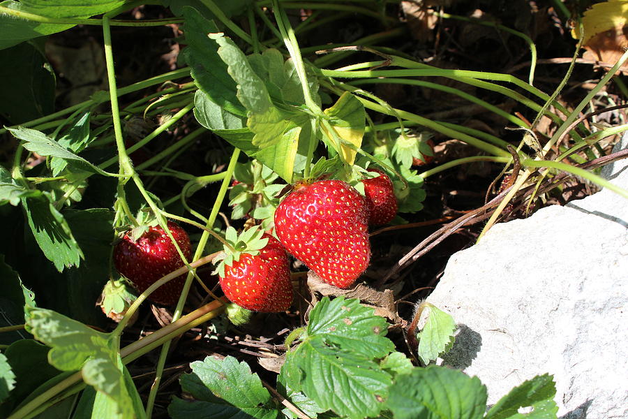 Strawberries Photograph by John Mathews