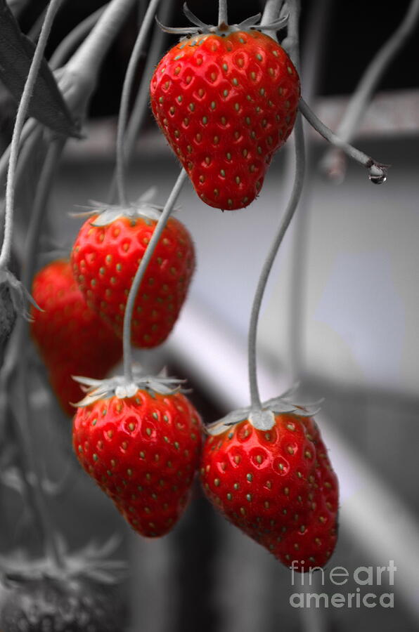 Strawberries Photograph by Michelle Meenawong