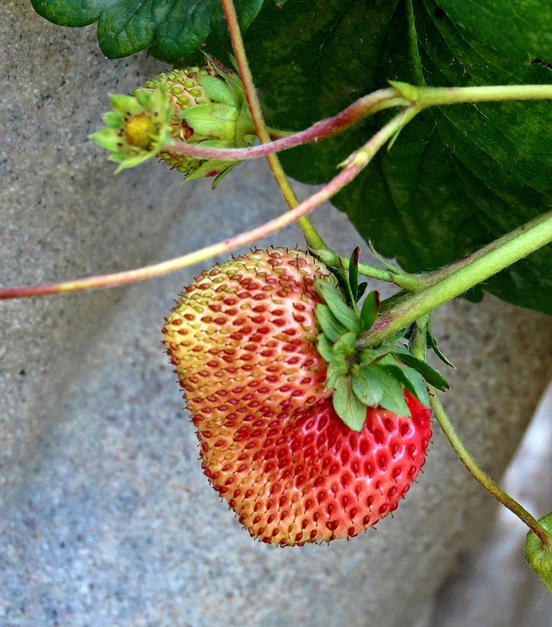 Strawberries Photograph by MTBobbins Photography