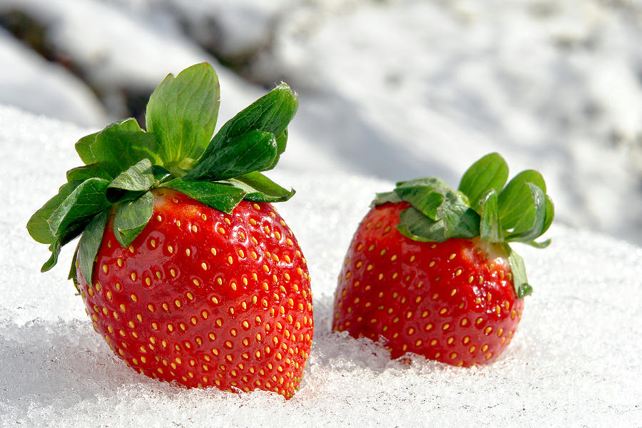 Strawberries on Ice  Photograph by Olivier Le Queinec