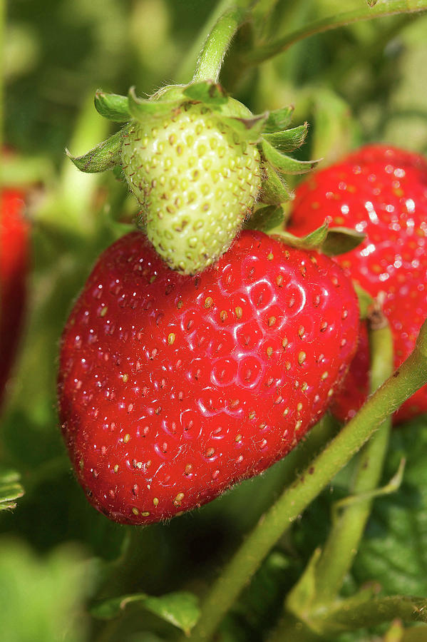 Strawberries Photograph by Peggy Greb/us Department Of Agriculture ...