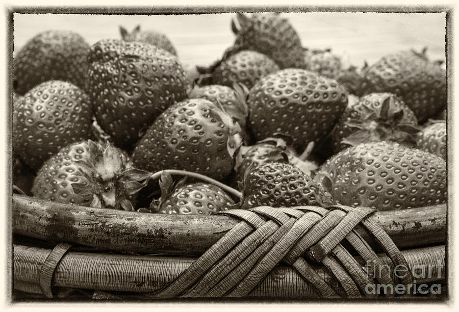 Strawberry Basket Sepia Photograph by Iris Richardson