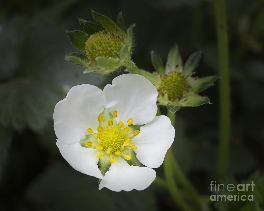 Strawberry Blossom and Immature Fruits Photograph by MM Anderson