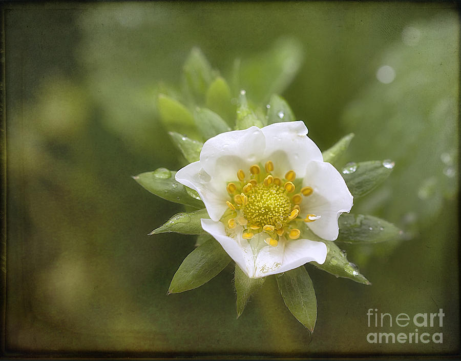Strawberry Blossom in the Rain Photograph by Ann Jacobson