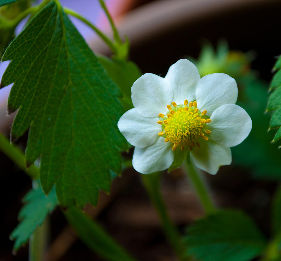 Strawberry Blossom Photograph by Tikvahs Hope