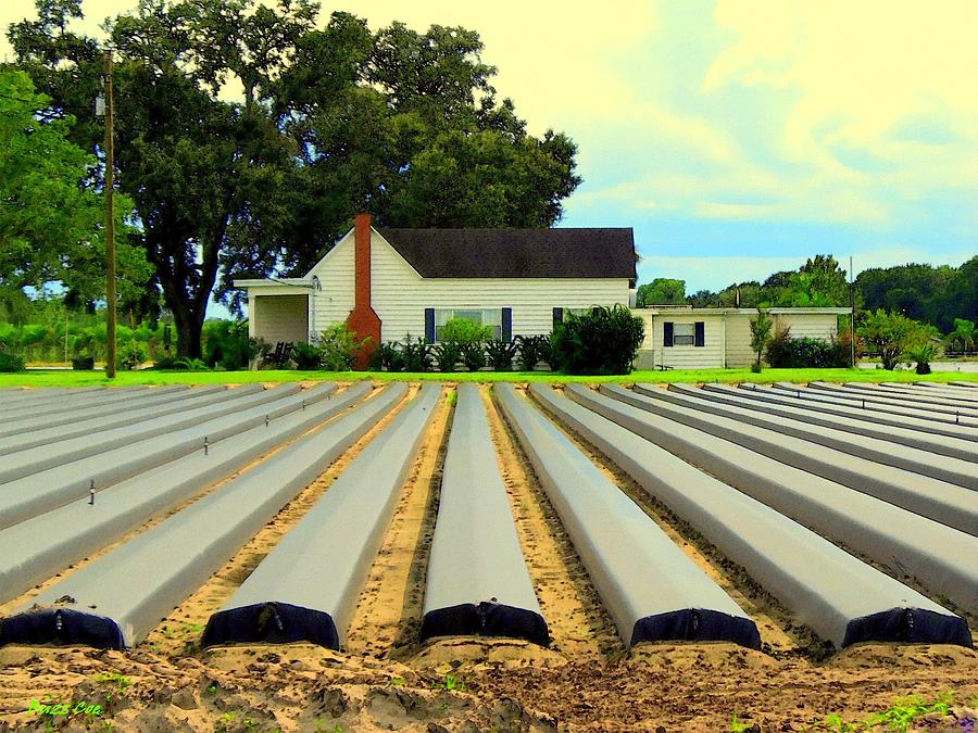 Strawberry Farm Planting Time in Plant City Photograph by