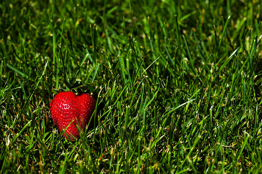 Strawberry Field Photograph by Karol Livote