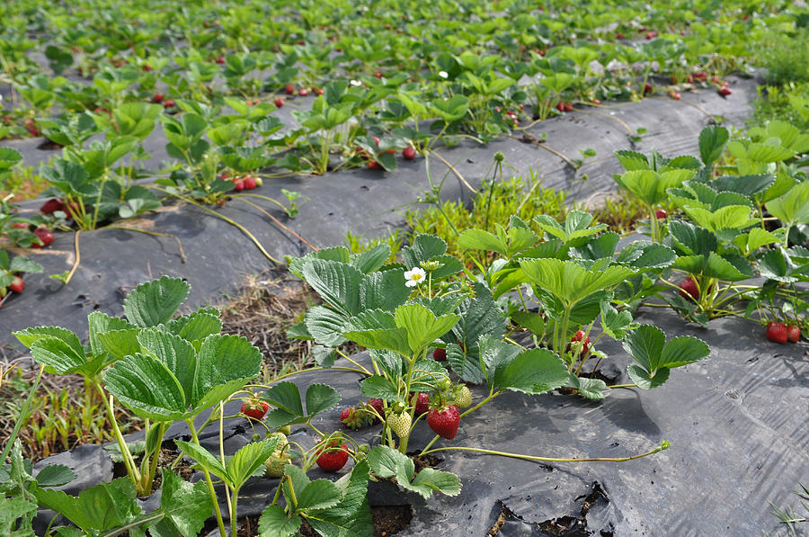 Strawberry Field Patch Photograph by Brandon Bourdages