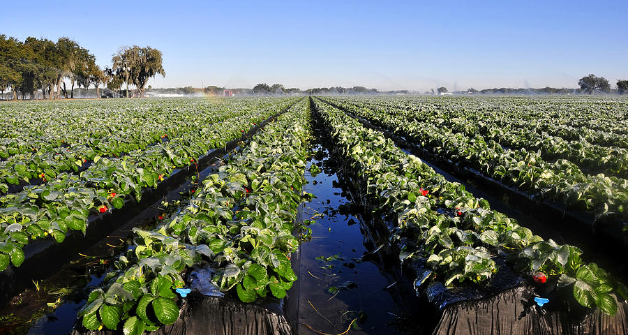 Strawberry field with ice Photograph by David Lee Thompson