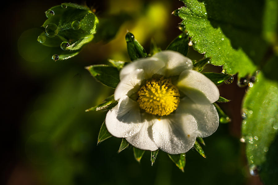 Strawberry Flower. Small Natural Wonders Photograph by Jenny Rainbow