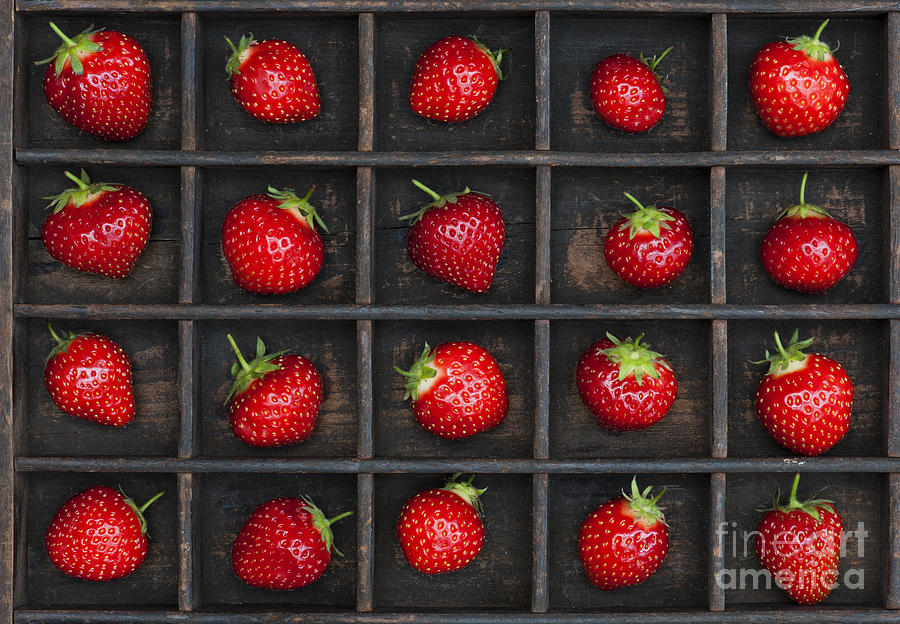 Strawberry Grid Photograph by Tim Gainey