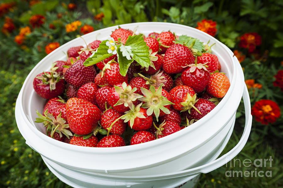 Strawberry Harvest Photograph