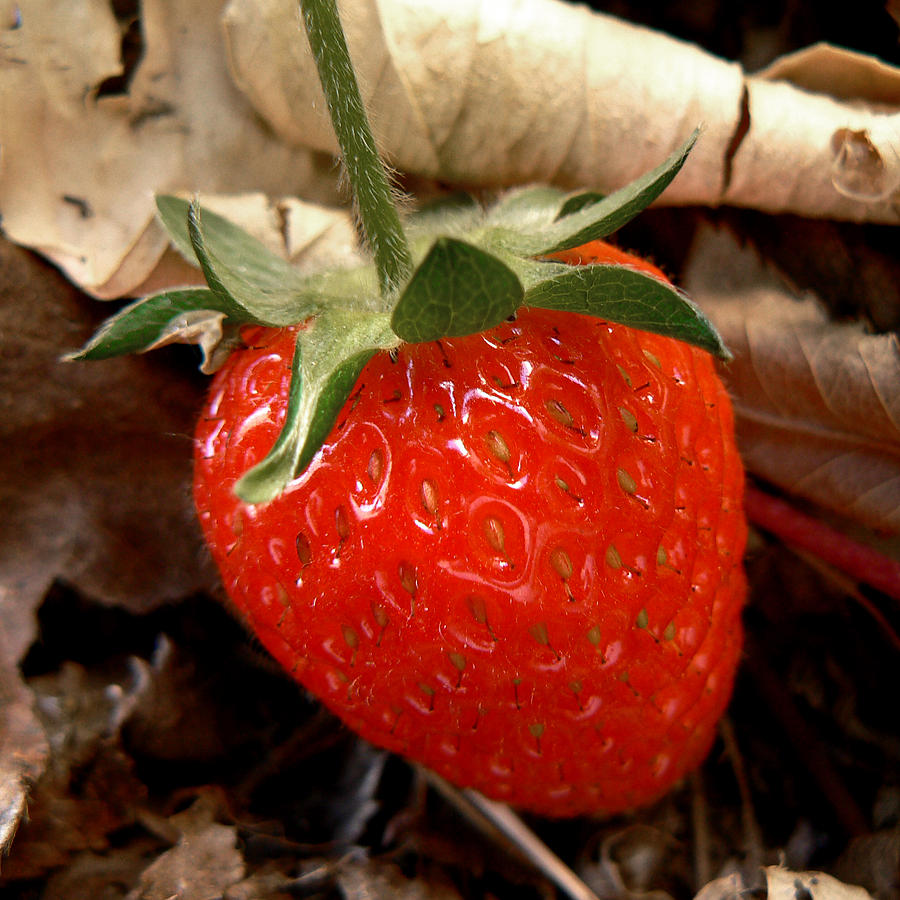 Strawberry Photograph by Laurel Powell