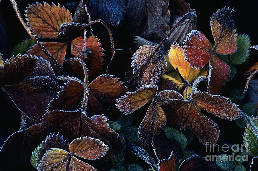 Strawberry leaves Autumn Colors Photograph by Jim Corwin
