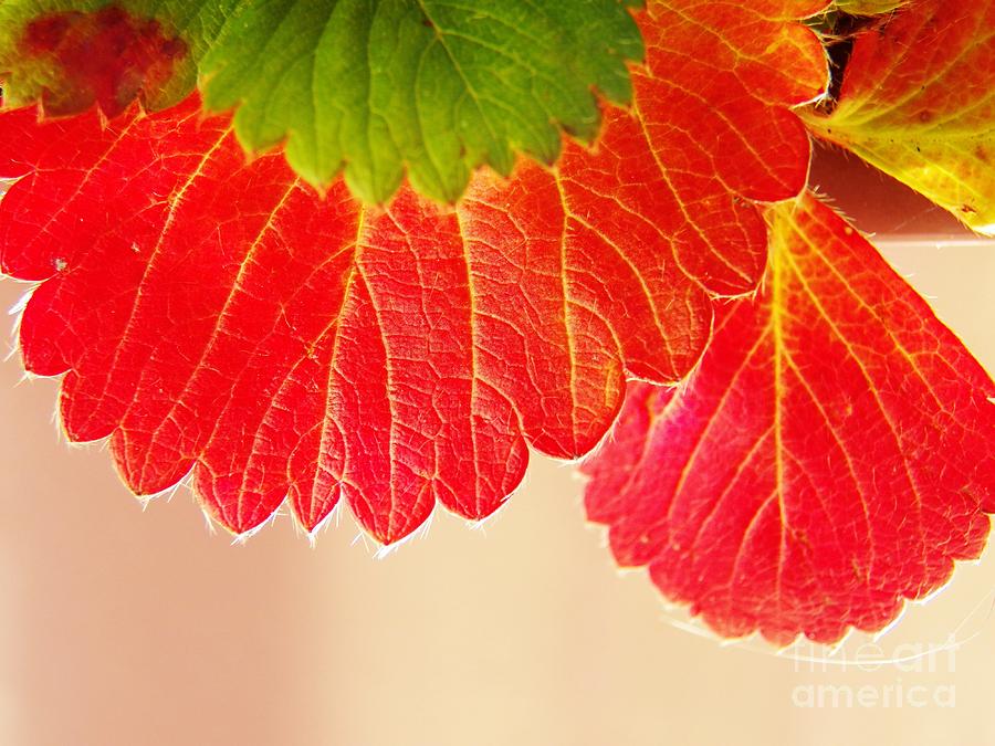 Strawberry Leaves Photograph by Judy Via-Wolff