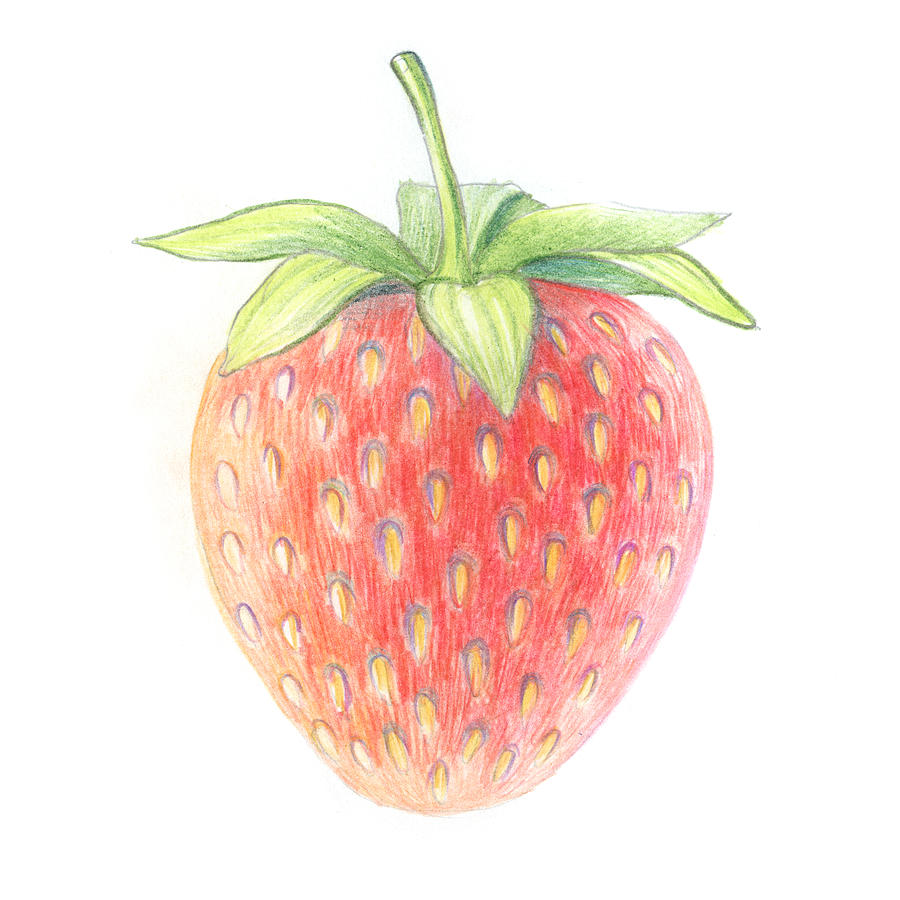Strawberry Drawing - Strawberry by Olga Zelenkova