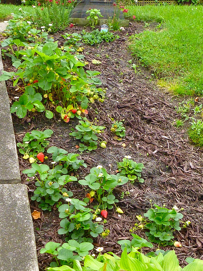 Strawberry patch Photograph by Ellen Paull
