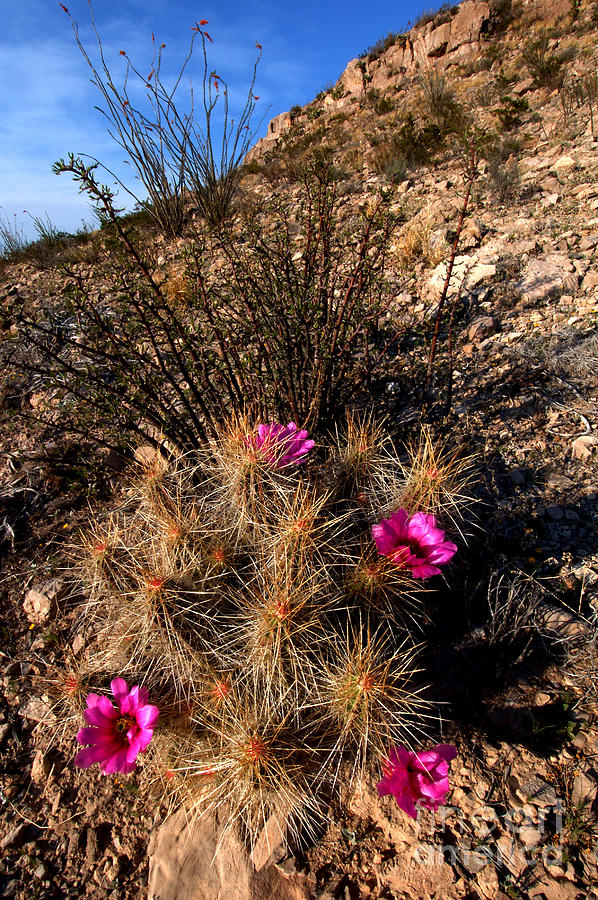 Strawberry Pitaya Cactus, Big Bend Photograph by Gregory G. Dimijian, M.D.