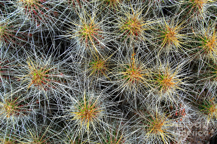 Strawberry Pitaya Cactus Photograph by Gregory G. Dimijian, M.D.