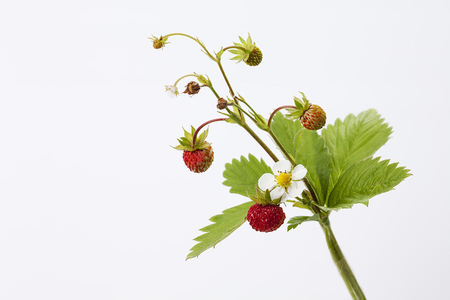 Strawberry plant, Fragaria Photograph by Westend61