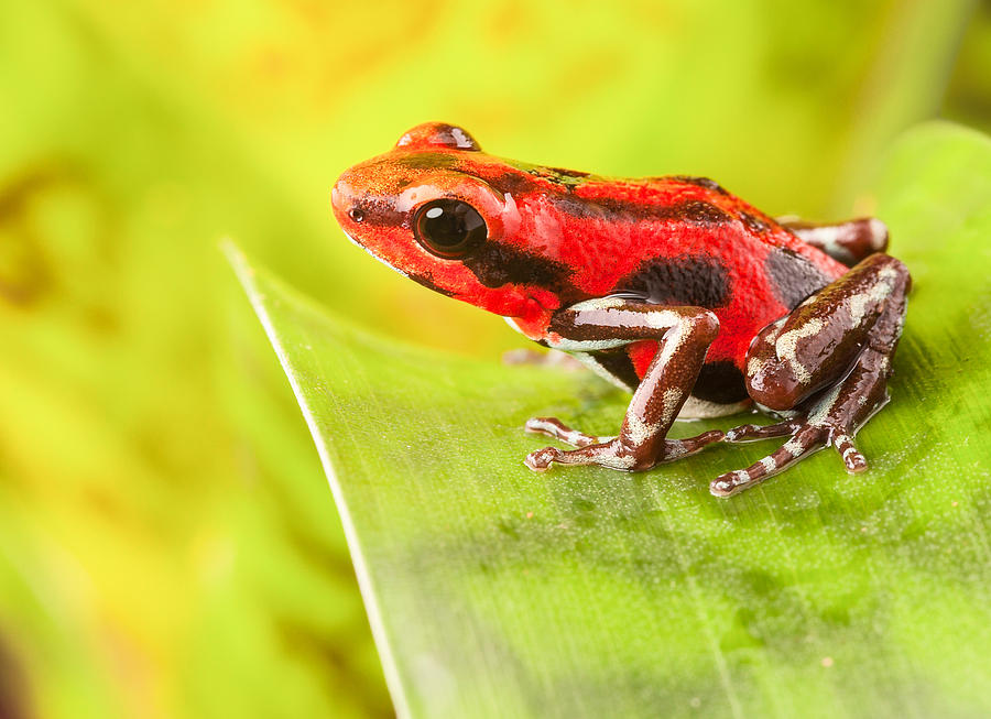 Jungle Photograph - Strawberry poison dart frog by Dirk Ercken