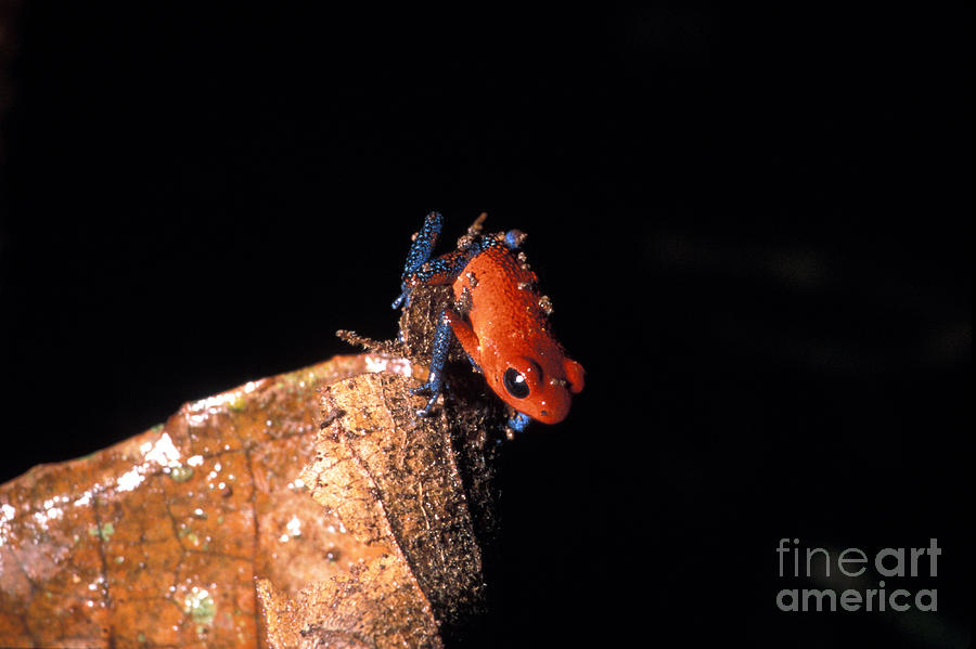 Strawberry Poison Dart Frog Photograph by Mark Newman