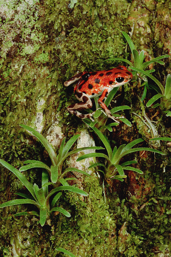 Strawberry Poison Dart Frog Mother Photograph by Mark Moffett