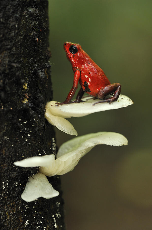 Strawberry Poison Dart Frog On Mushroom Photograph by Thomas Marent