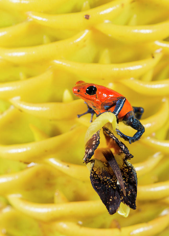 Strawberry Poison-dart Frog Oophaga Photograph by Josh Miller ...