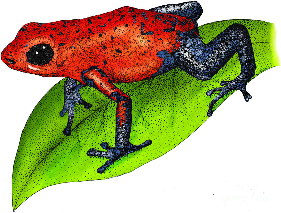 Strawberry Poison-dart Frog Photograph by Roger Hall