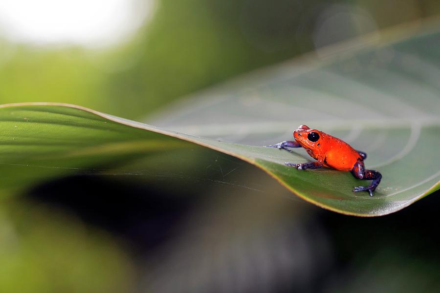 Animal Photograph - Strawberry Poison Frog by Nicolas Reusens