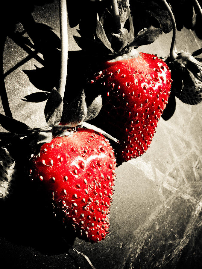 Strawberry Red Photograph by Jessica Brawley
