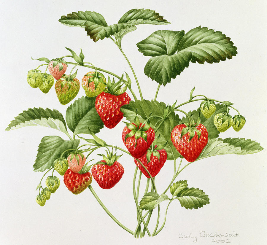 Strawberry Painting by Sally Crosthwaite - Fine Art America